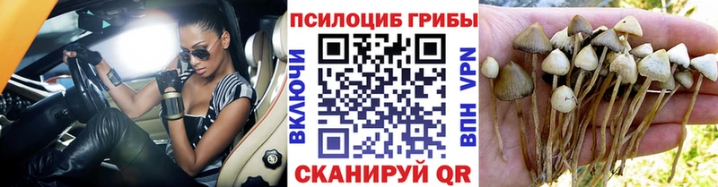 OMG зеркало  Назарово  Галлюциногенные грибы Psilocybe 